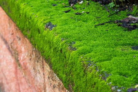 Green moss on surface of retaining wallの写真素材