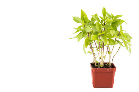 Potted Basil plant with isolated background, flushed rightの写真素材