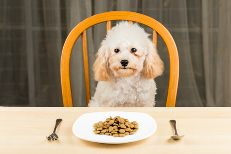 A bored and uninterested Poodle puppy with a plate of kibbles on the tableの写真素材