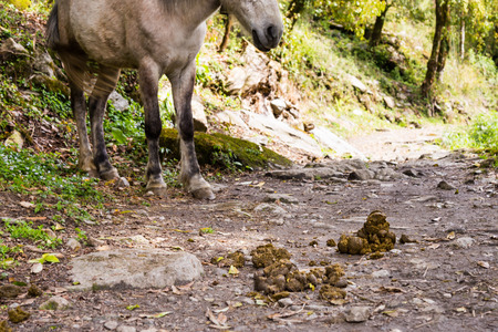 Animal feces is abundant along the hiking trek in Annapurna Nepalの写真素材