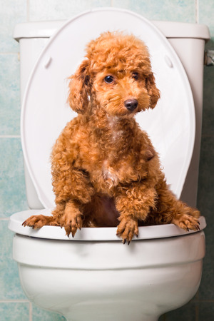Smart brown poodle dog pooping into toilet bowlの写真素材