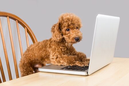 Smart brown poodle dog typing and reading laptop computer on tableの写真素材