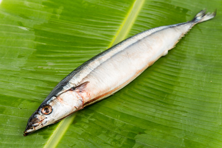 Fresh Japanese Sanma fish on leafの写真素材