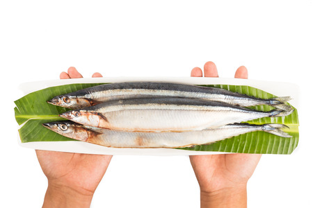 Hand holding plate with three fresh Japanese Sanma fishの写真素材