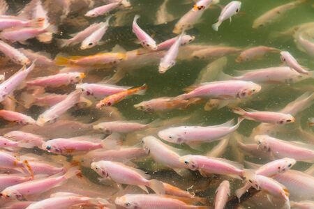 Close up on school of red tilapia fresh water fish swimming in a pond
