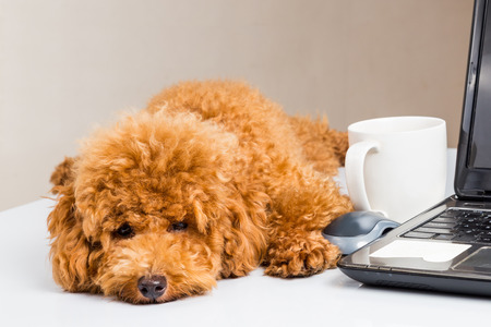 Cute poodle puppy resting on office desk with laptop computerの写真素材