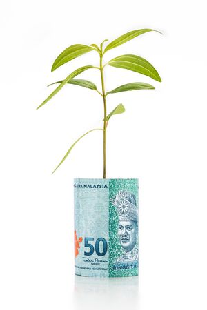 Concept of green plant grow on Malaysia Ringgit currency note.