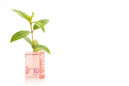 Concept of green plant grow on Malaysia Ringgit currency note.の写真素材