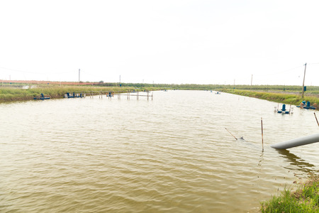 Serene view of aquaculture fish and prawn farm.