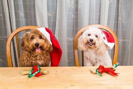 Concept of excited dogs on Santa hat with Christmas gift on tableの写真素材