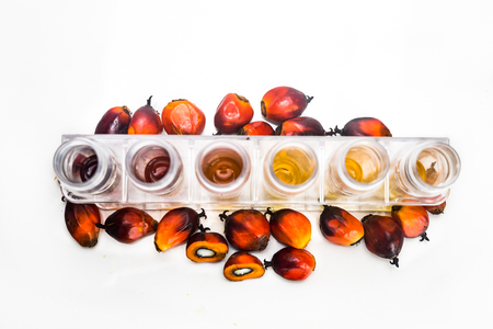 Oil palm biofuel biodiesel with test tubes on white backgroundの写真素材