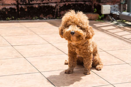 Poodle dog enjoying her relaxing sun bathing at home possibly as therapy to relieve skin itchの写真素材