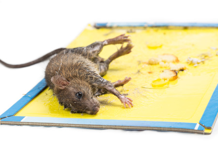 Dirty rat captured on convenient and effective disposable non-toxic glue trap board with bait isolated in whiteの写真素材