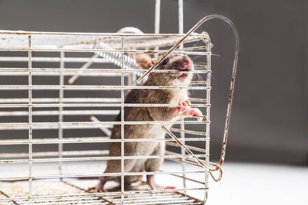 Close up of anxious rat trapped and caught in metal cageの写真素材