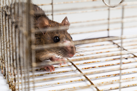 Close up of anxious rat trapped and caught in metal cage
