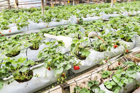 Strawberry farming in containers with canopy and water irrigation system