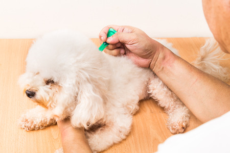 Vet applying ticks, lice and mites control medicine on poodle dog with long furの写真素材