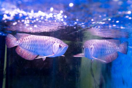 Golden arowana fish is believed to bring luck among Asians. The believers keep them as pets in home and officeの写真素材