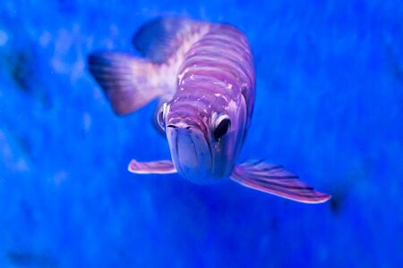 Golden arowana fish is believed to bring luck among Asians. The believers keep them as pets in home and officeの写真素材