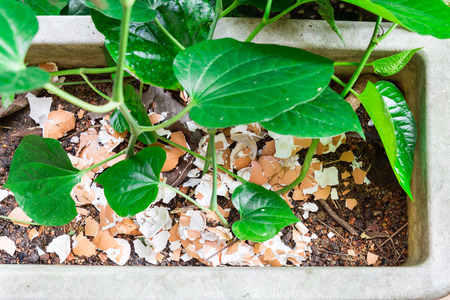 Crushed egg shell recycled as natural organic garden fertilizer on plants at homeの写真素材