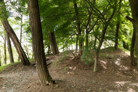 Nature path in serene shady forestの写真素材