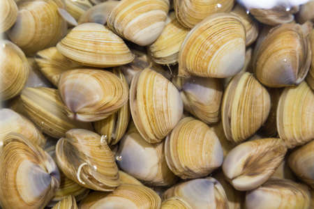 Shellfish such as clams are delicious but allergic to some people