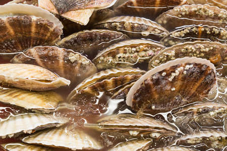 Closeup of fresh scallop sea shell at market for sale
