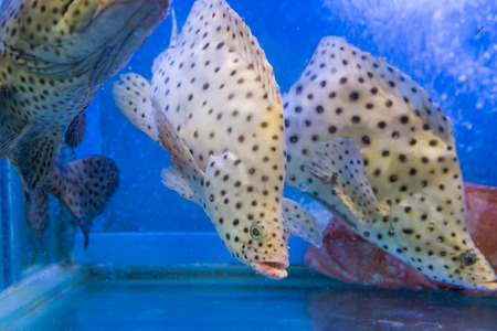 Rat grouper breed fish in restaurant aquarium tank for sale to dinersの写真素材