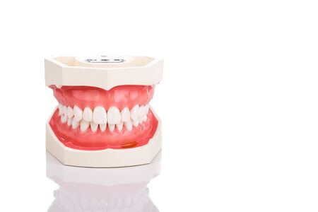 Dentist orthodontic teeth model with jaw closed on white background