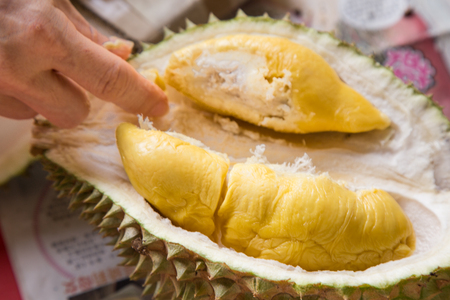 Hand picking yellow flash from husk of musang king durian varietyの写真素材