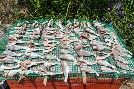 Fish being sun dried with salt as preservative in Malaysia. Salted fish a delicacy.