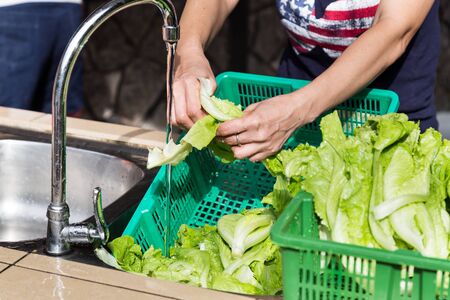 Hand washing leafy green vegetable with running water in household sink to rid pesticidesの写真素材