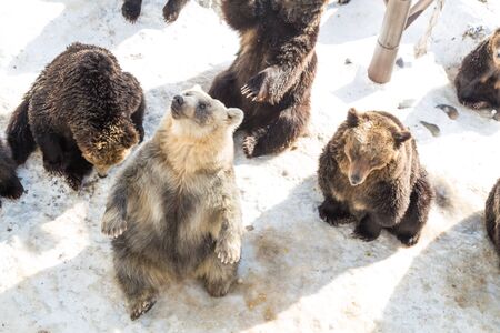Hokkaido brown bear at Noboribetsu bear park during winter in Japan, popular tourist destinationの写真素材