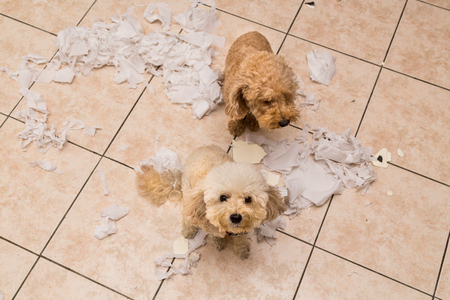 Remorseful naughty and bored dog destroyed tissue roll into pieces when home alone