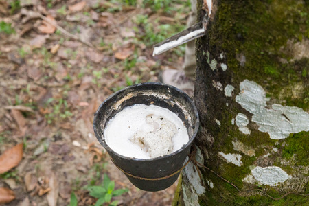 Close-up of rubber tree tapped with fresh latex in bowlの写真素材