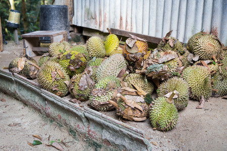 Freshly harvested organic durian at durian plantation before sorting and cleaning in Malaysia