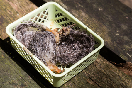 Freshly harvested unprocessed swiflet bird nest.  Needs to clean impurities before can be consumed as soup ingredient.の写真素材