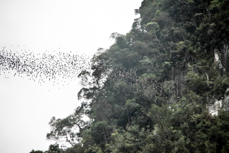 Daily exodus of bats from the Deer Cave, Mulu National Park. Bats fly out to hunt for food in the evening.の写真素材
