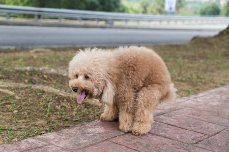 Brown poodle dog pooping defecate on walk way in the parkの写真素材