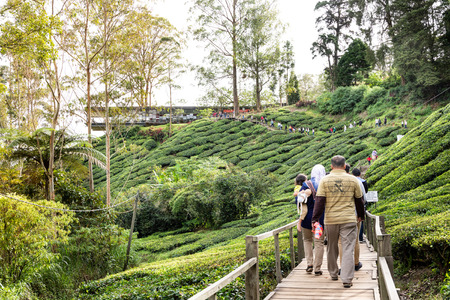 CAMERON HIGHLANDS, MALAYSIA, APRIL 6, 2019: Tourist making their way to BOH Sungai Palas Tea center, popular tourism spot at Cameron Highland with scenic view.のeditorial素材