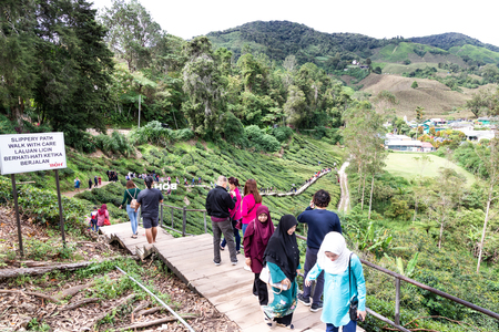 CAMERON HIGHLANDS, MALAYSIA, APRIL 6, 2019: Tourist making their way to BOH Sungai Palas Tea center, popular tourism spot at Cameron Highland with scenic view.のeditorial素材