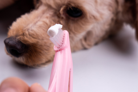 Vet holding toothbrush with toothpaste with pet dog in background. Pet oral care important to...