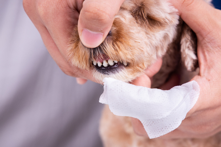 Vet cleaning pet dog teeth coated with plaque with swab. Pet oral care important to prevent tooth loss.の写真素材