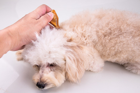 Essential oil spot-on pipette drips on pet dog to restore skin hydration and reinforcing skin barrier functionの写真素材