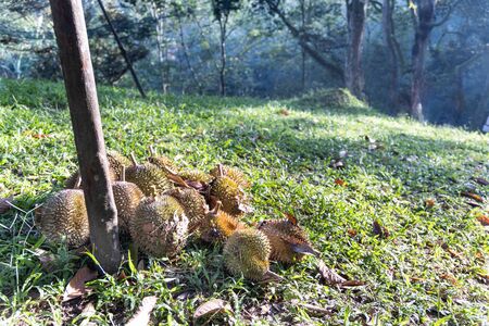 Heap of freshly harvested organic durian from durian plantation