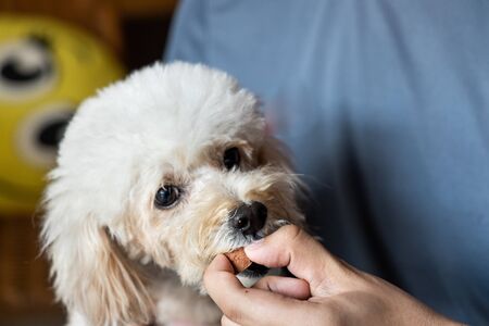 Series of person feeding poodle pet dog with preventive heartworms chewableの写真素材