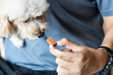 Series of person feeding poodle pet dog with preventive heartworms chewable