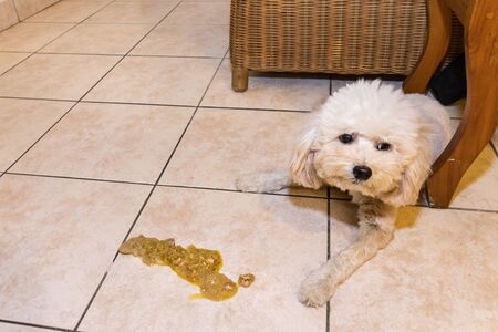 Sick unwell poodle dog with vomit on floor at homeの写真素材