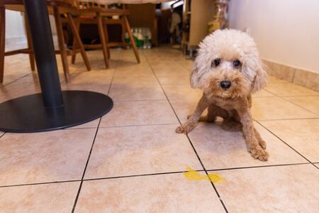 Toy poodle dog vomits yellow substance suspected to be bile, onto floorの写真素材