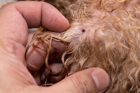 Close-up of blood sucking flea tick found on pet dog body after showerの写真素材